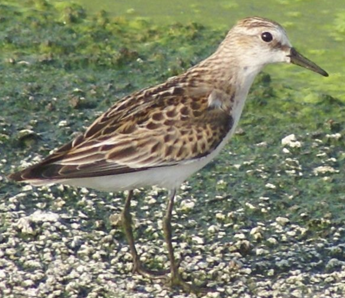 Little Stint - ML620402936