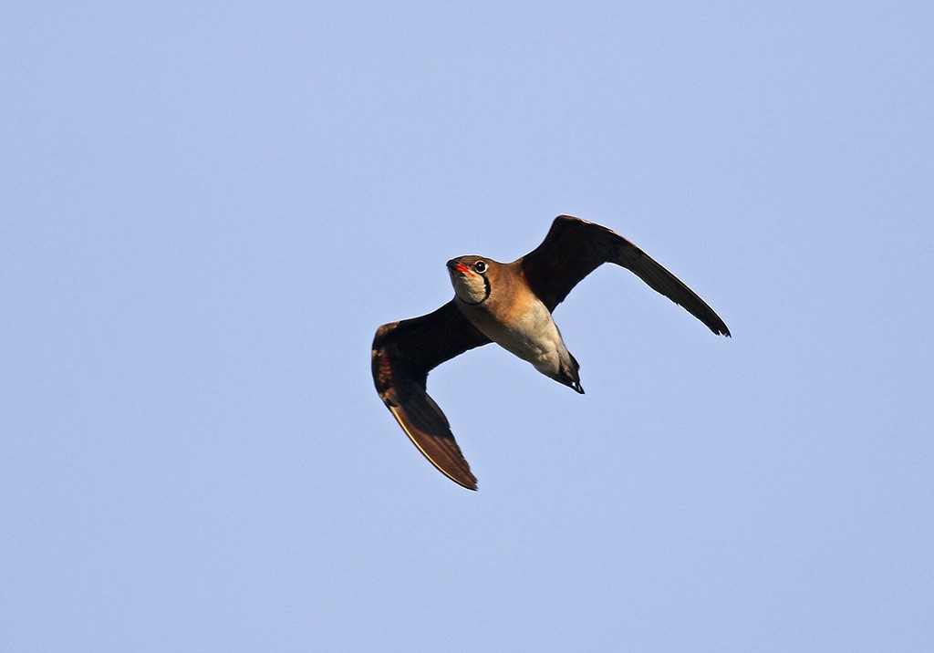 Oriental Pratincole - ML620402945