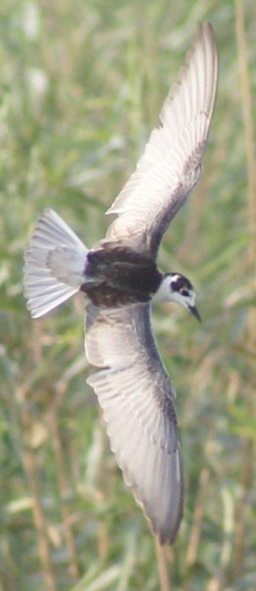 White-winged Tern - ML620402946