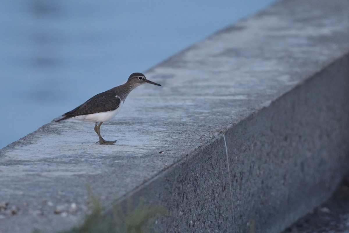 Common Sandpiper - ML620402952