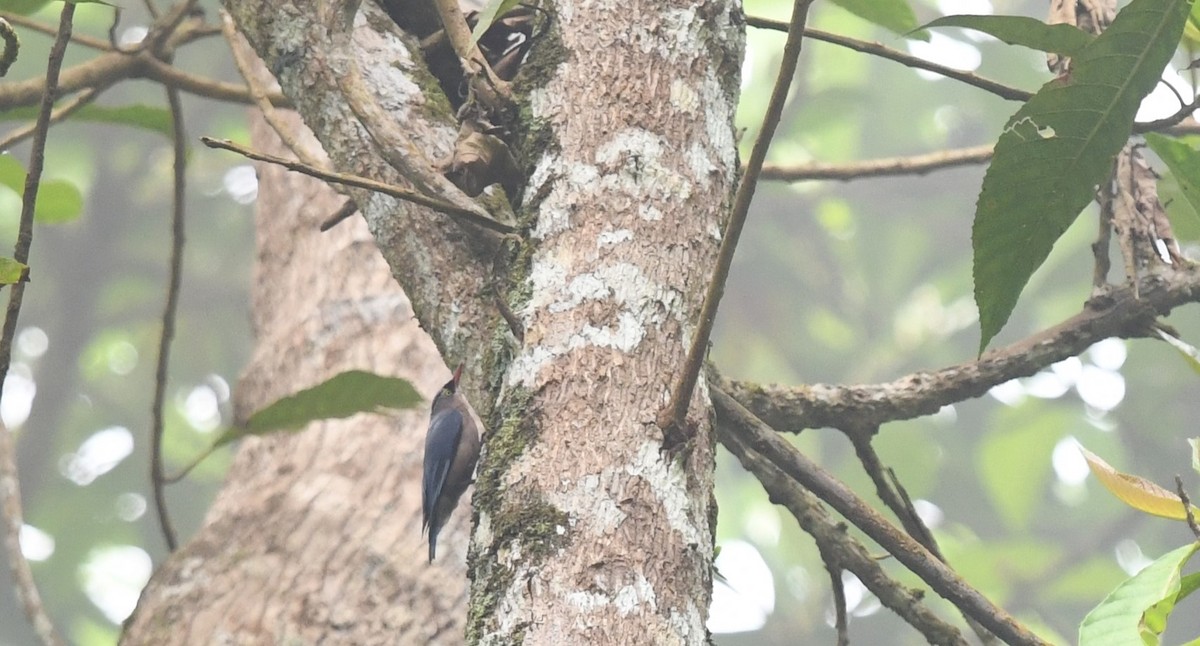 Velvet-fronted Nuthatch - ML620402957