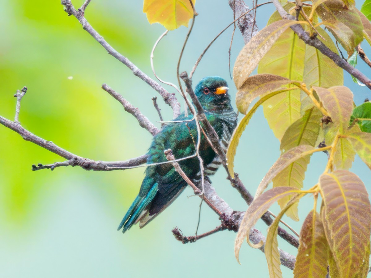 Asian Emerald Cuckoo - ML620402959