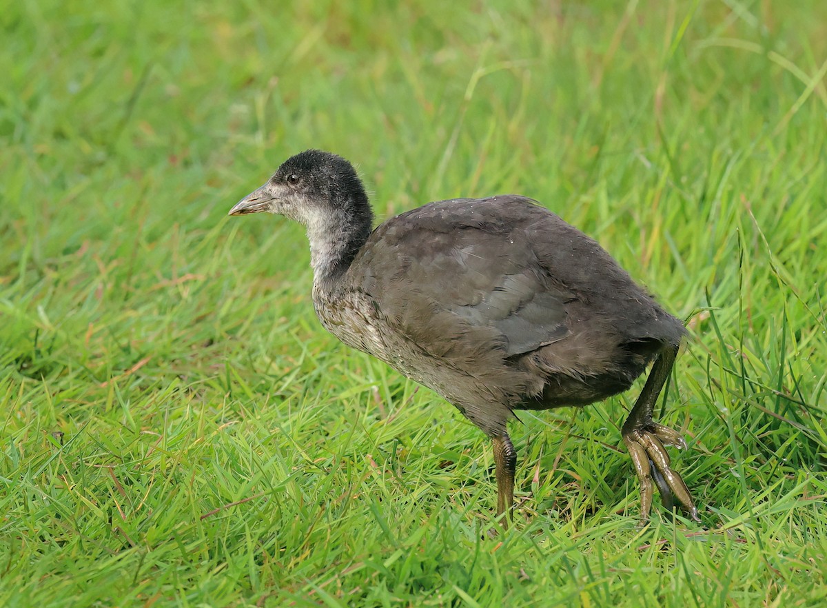 Eurasian Coot - ML620402967