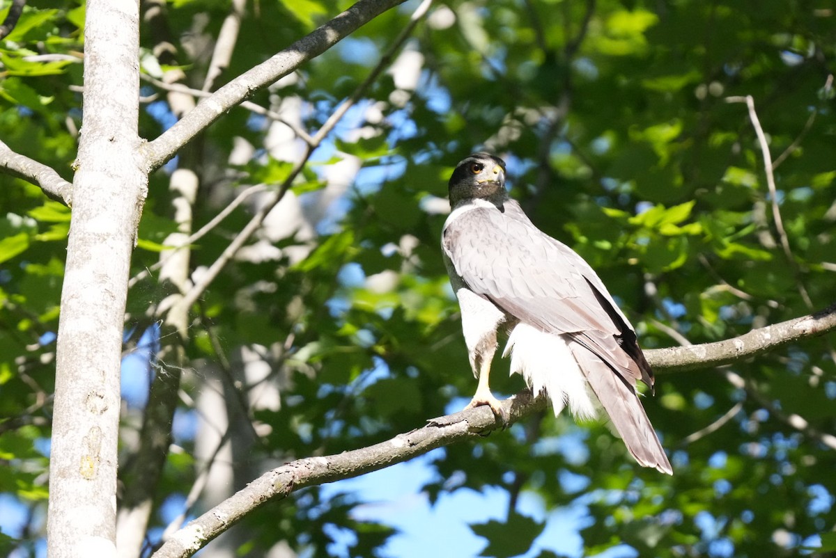 American Goshawk - ML620402971