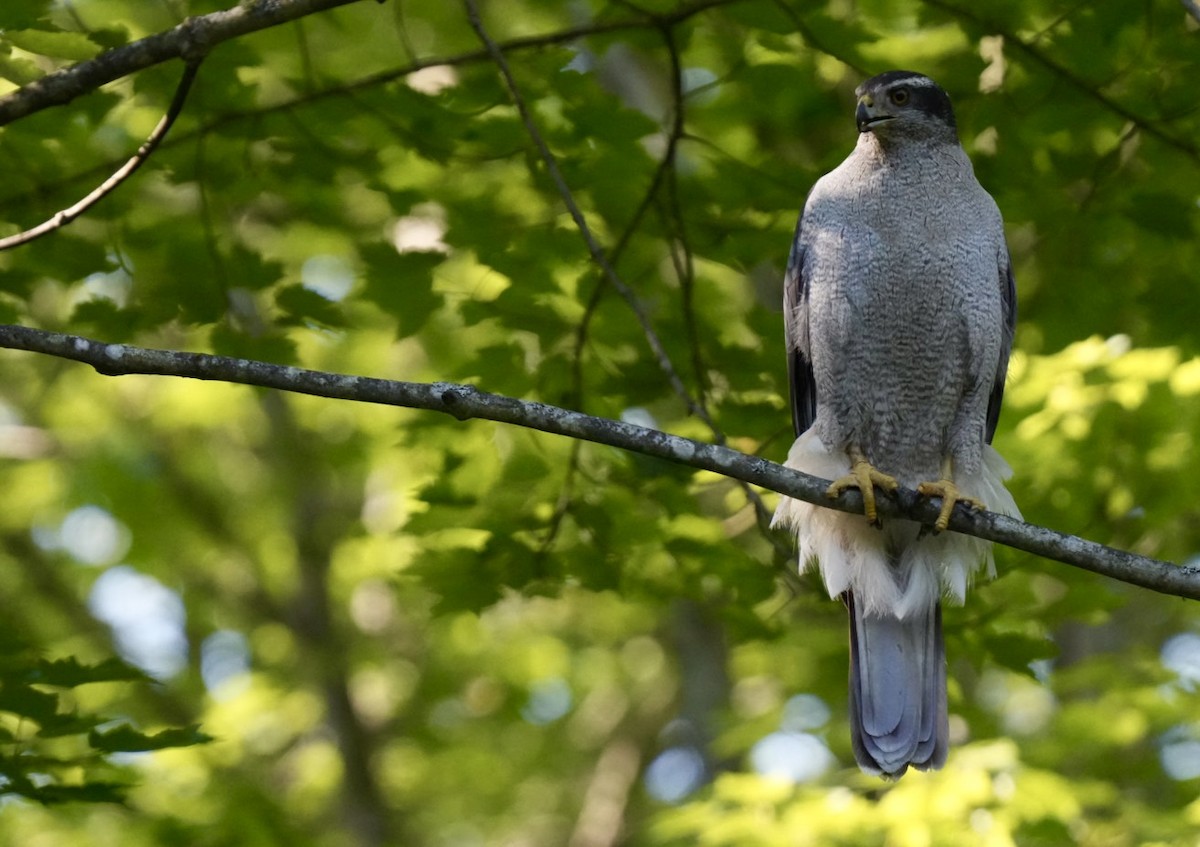 American Goshawk - Felix Perdue