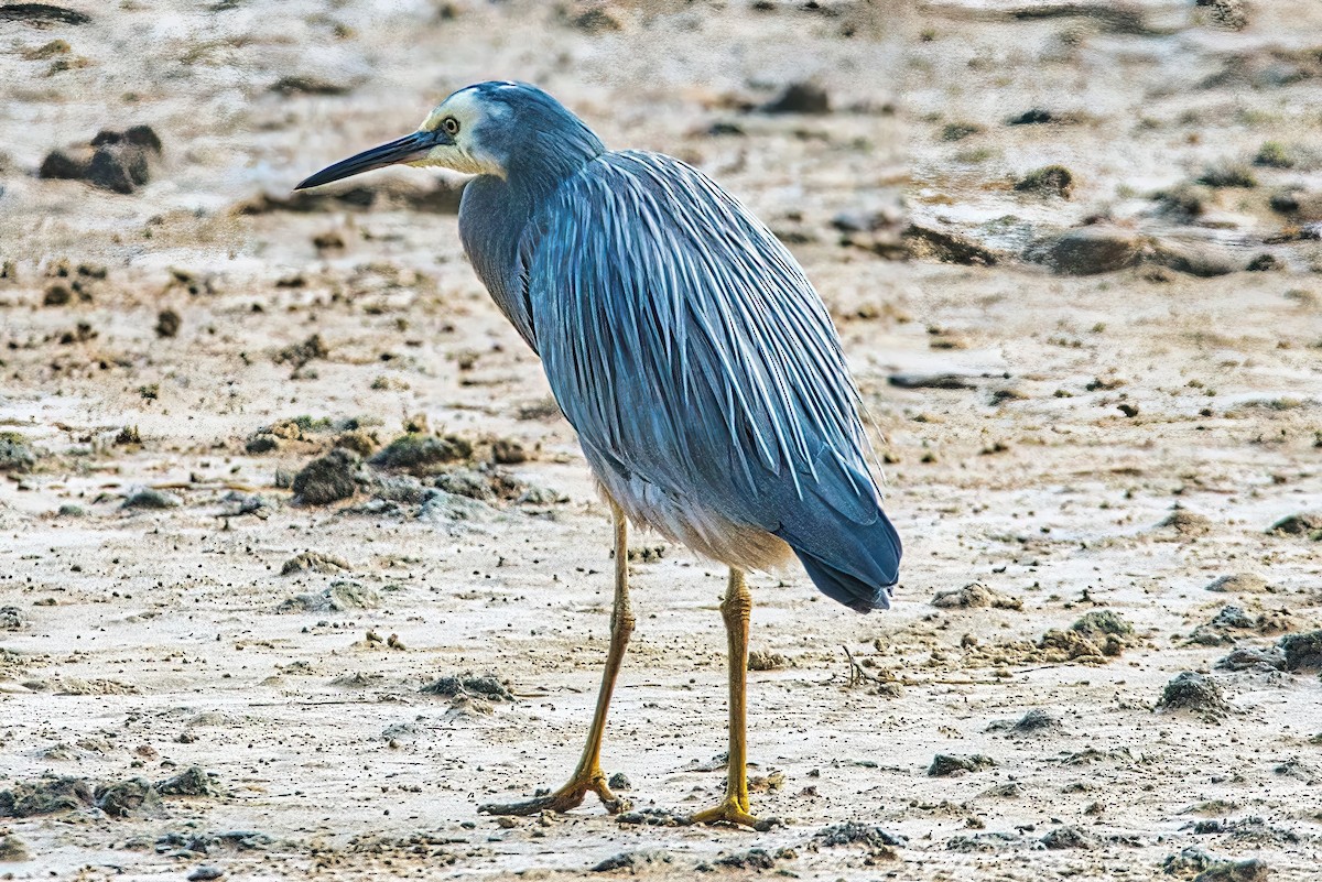 White-faced Heron - ML620402975