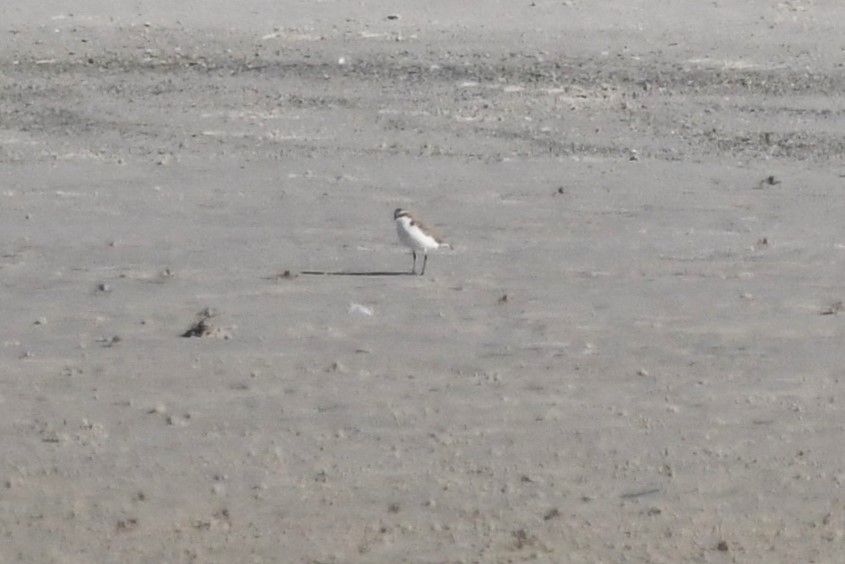 Red-capped Plover - ML620402985