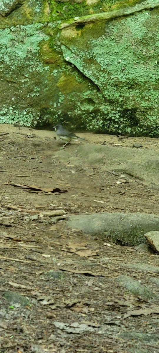 Dark-eyed Junco - ML620402995