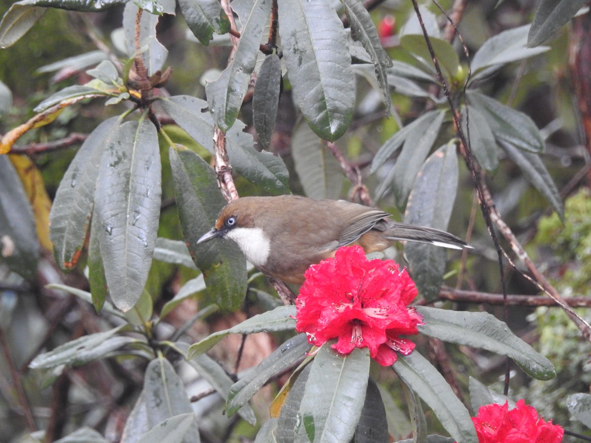 White-throated Laughingthrush - ML620402996