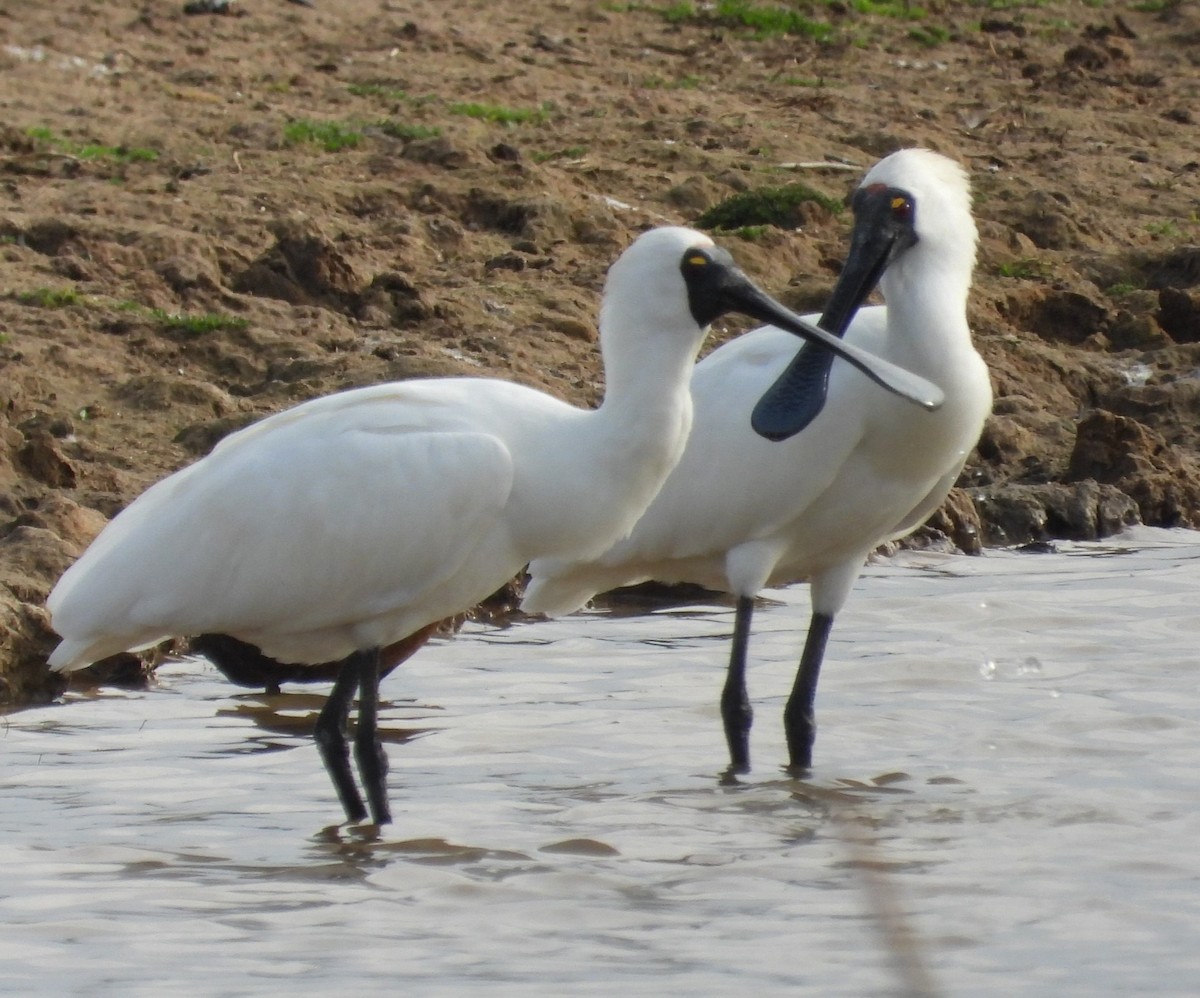 Royal Spoonbill - ML620403000