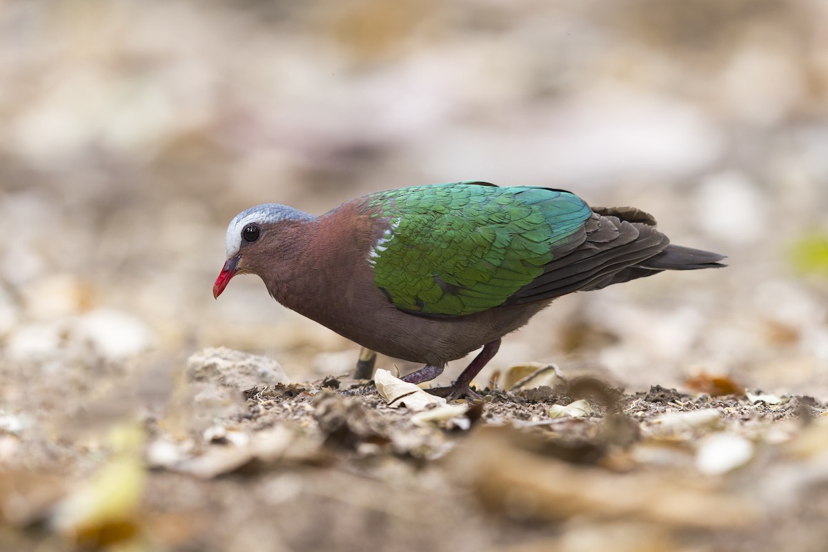holub zelenokřídlý - ML620403002