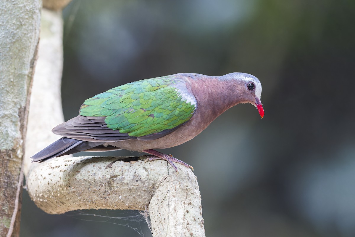 Asian Emerald Dove - ML620403003