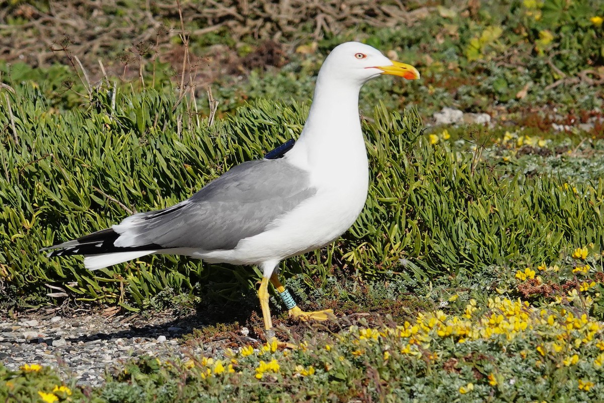 Yellow-legged Gull - ML620403005