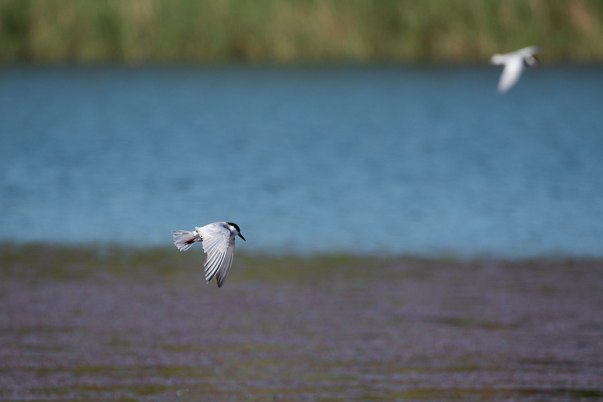 Common Tern - ML620403019