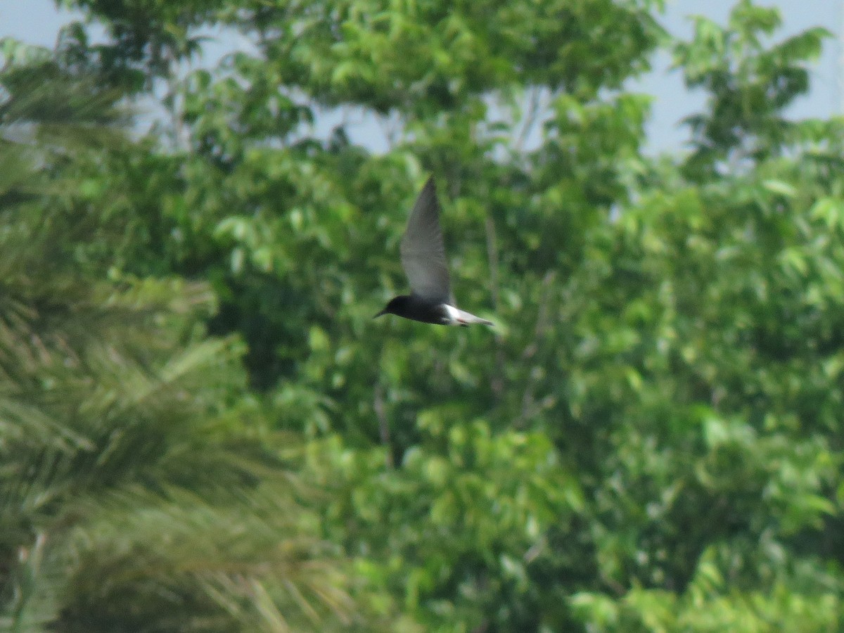 Black Tern - ML620403036