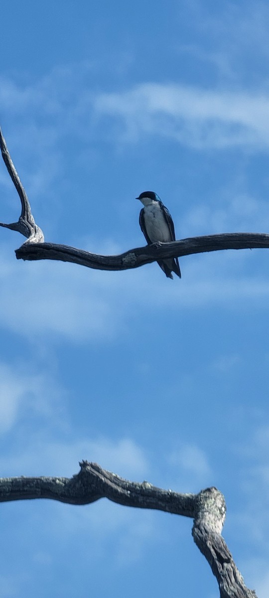 Tree Swallow - ML620403037