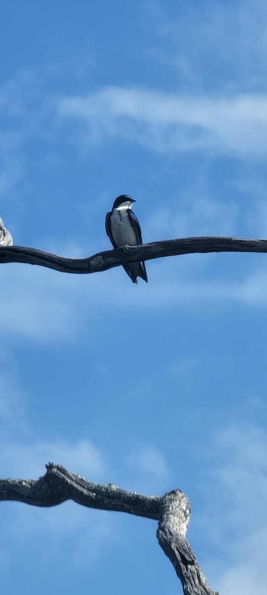 Tree Swallow - ML620403039