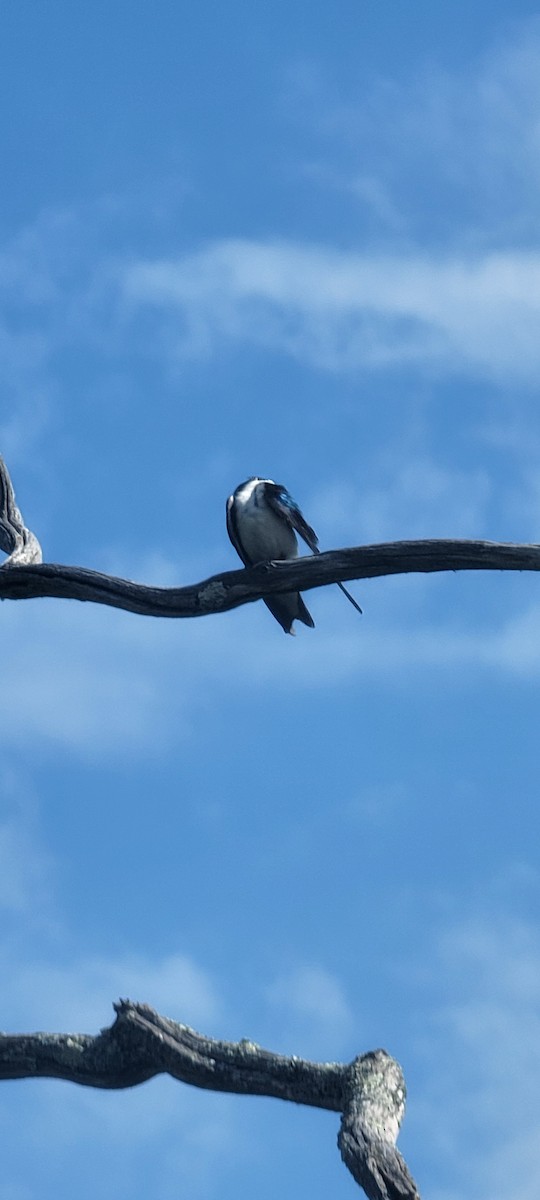 Tree Swallow - ML620403040