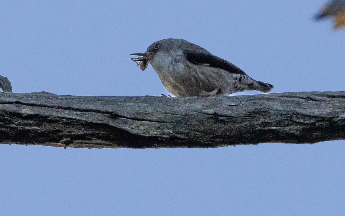 Varied Sittella - ML620403044