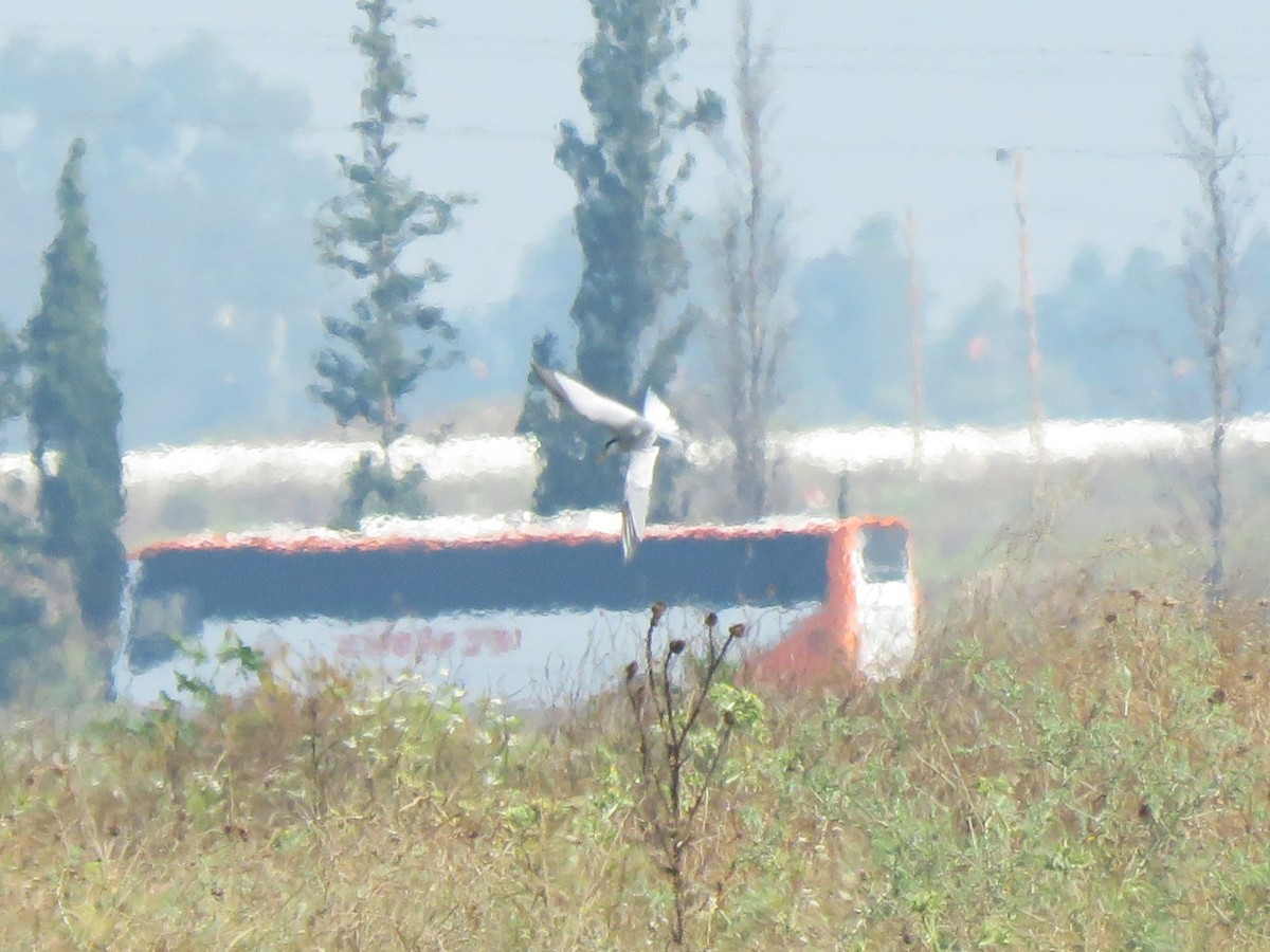 Little Tern - ML620403049