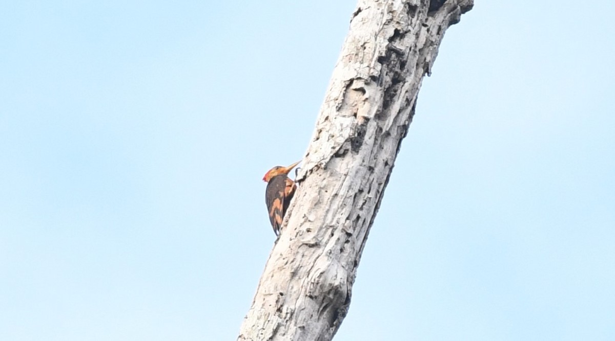 Orange-backed Woodpecker - ML620403058
