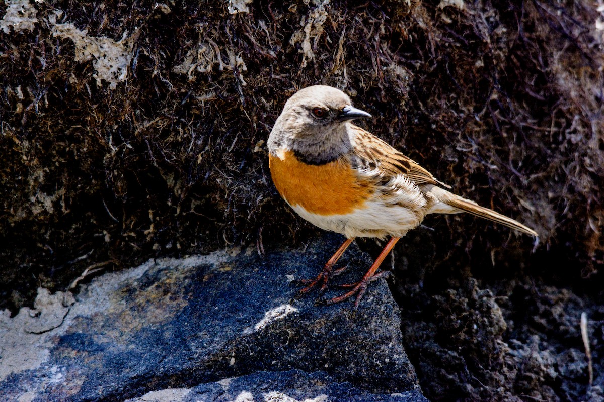 Rufous-breasted Accentor - ML620403063