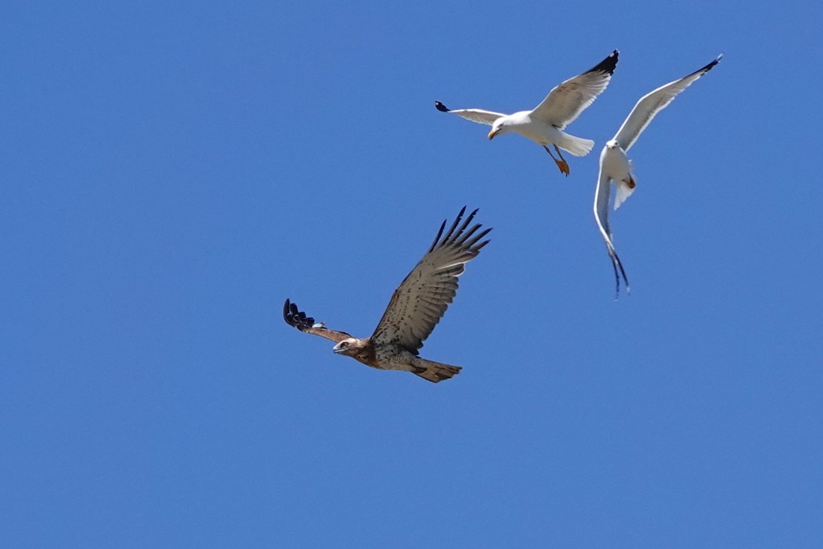 Short-toed Snake-Eagle - ML620403064