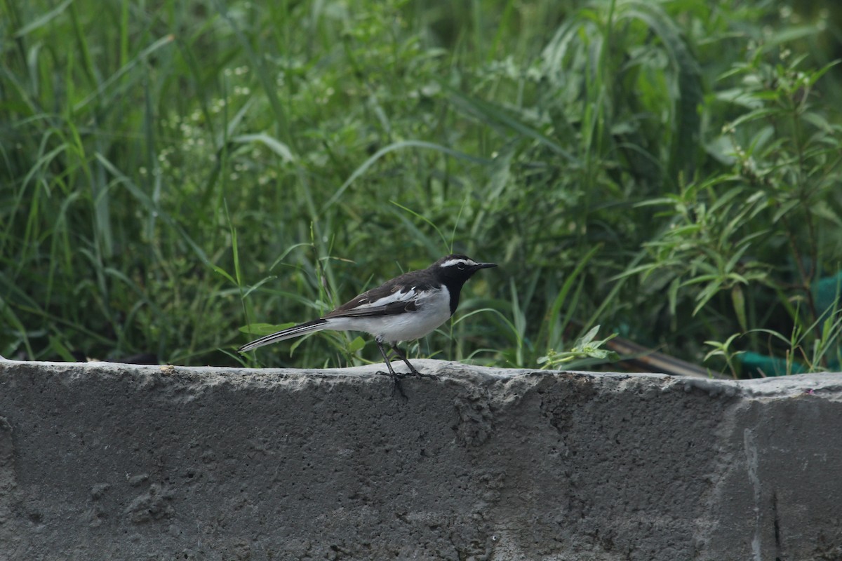 White-browed Wagtail - ML620403068