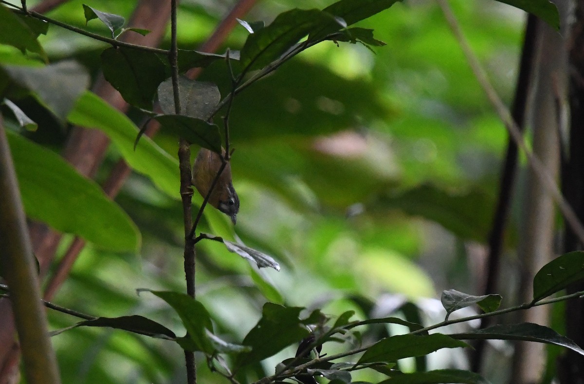 Gray-throated Babbler - ML620403079