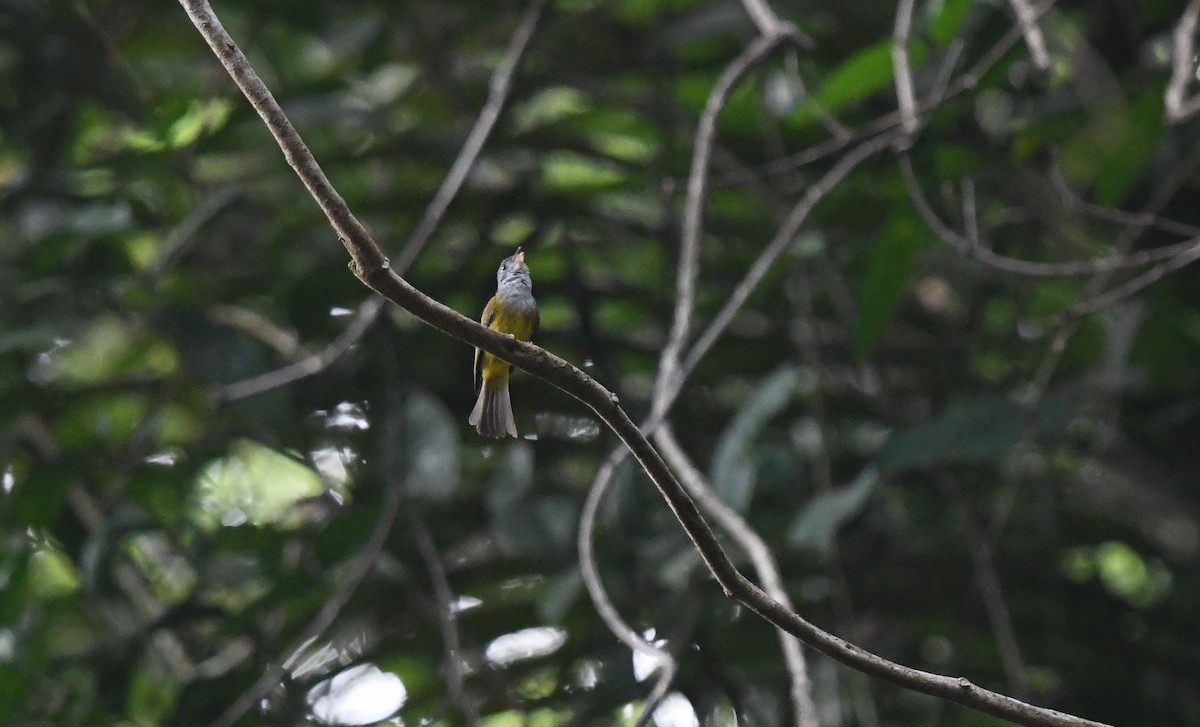 Gray-headed Canary-Flycatcher - ML620403083