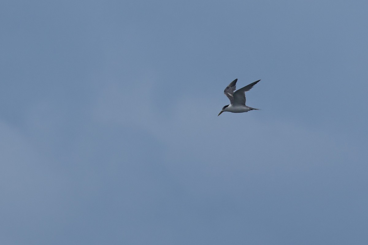Great Crested Tern - ML620403086