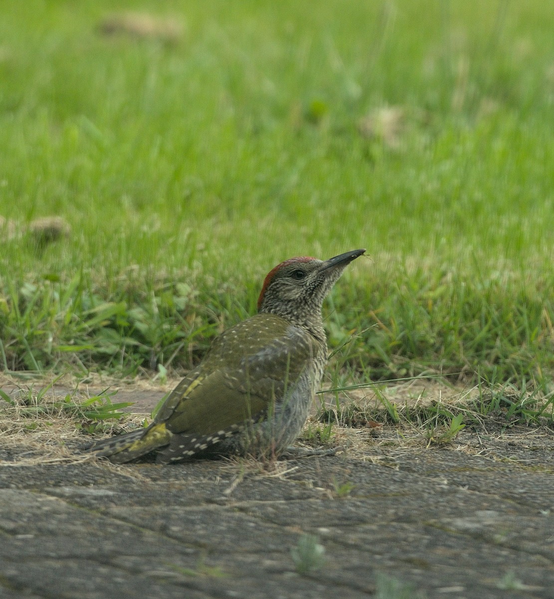 Eurasian Green Woodpecker - ML620403088