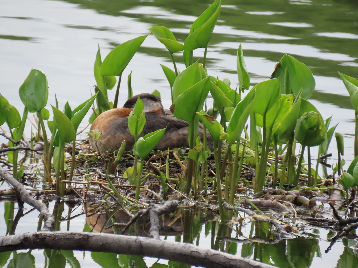 Red-necked Grebe - ML620403090