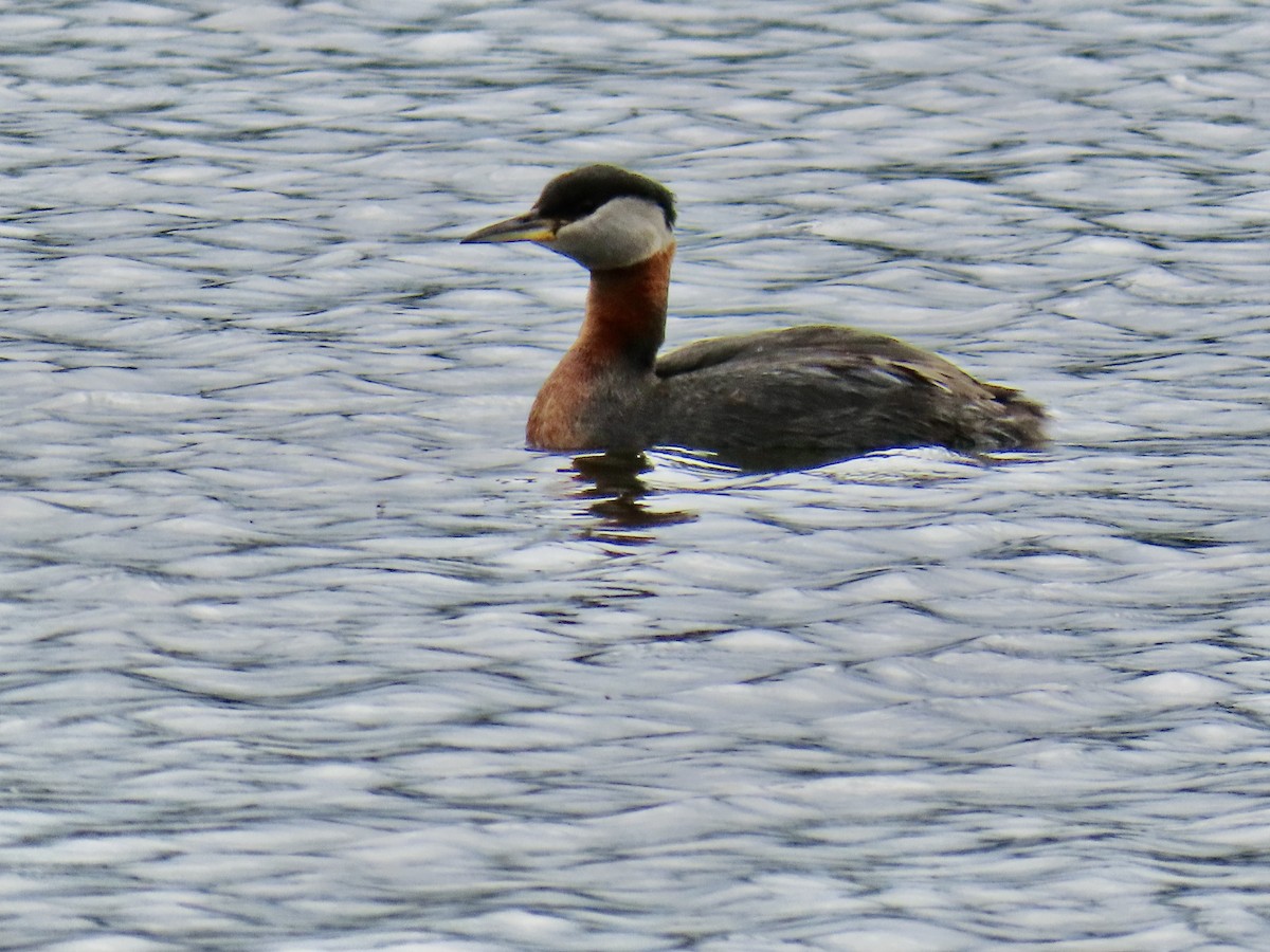 Red-necked Grebe - ML620403094