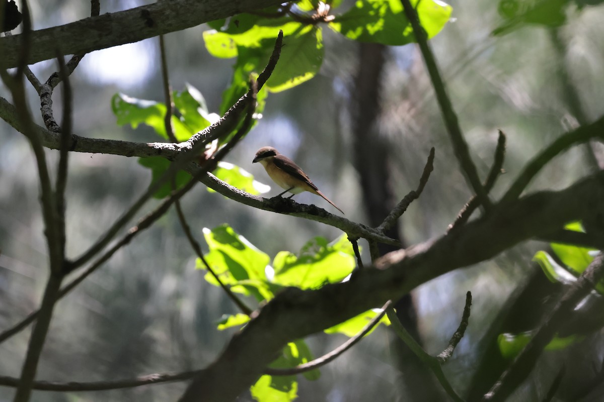 Brown Shrike - ML620403098