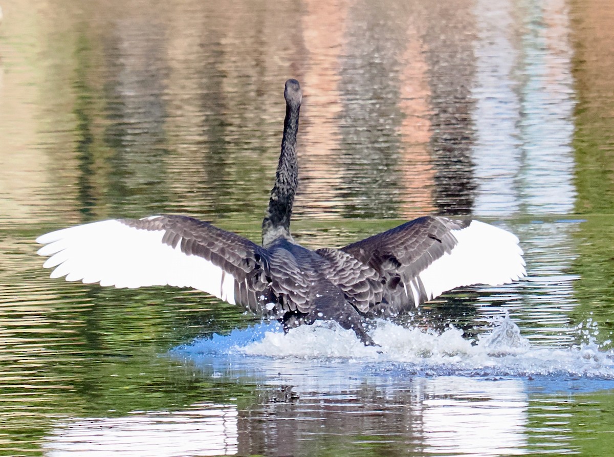 Black Swan - Ken Glasson