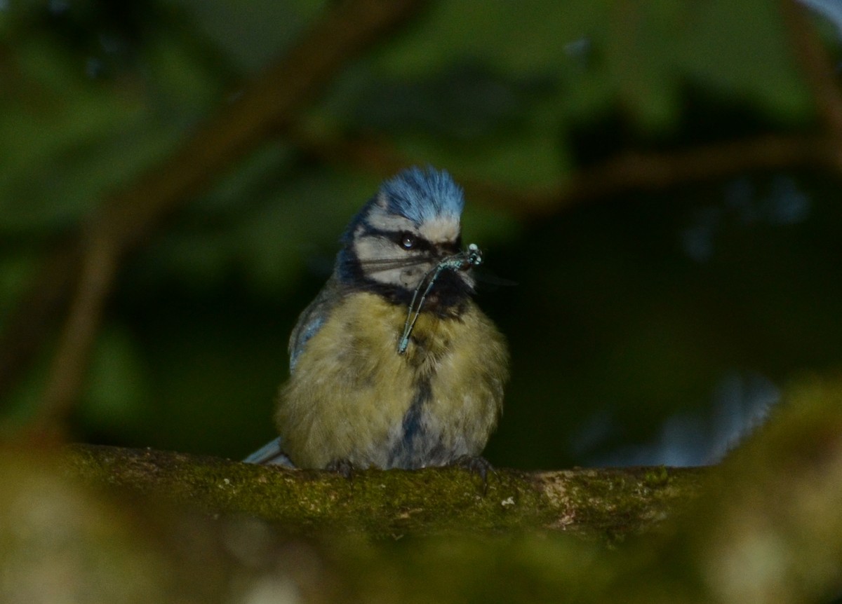 Eurasian Blue Tit - ML620403112