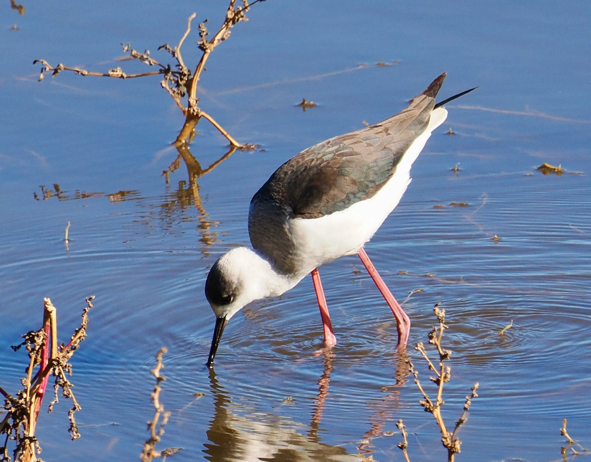 Pied Stilt - ML620403118