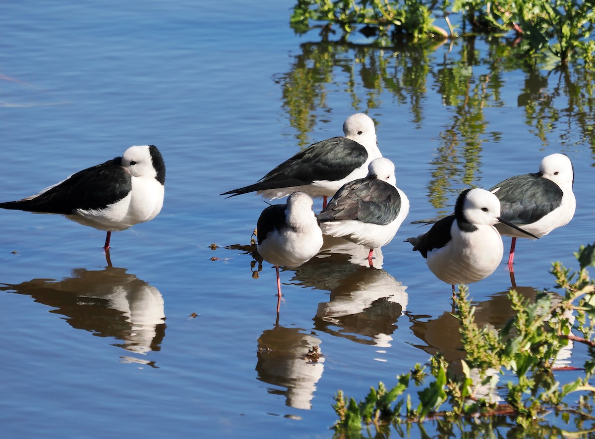 Pied Stilt - ML620403123