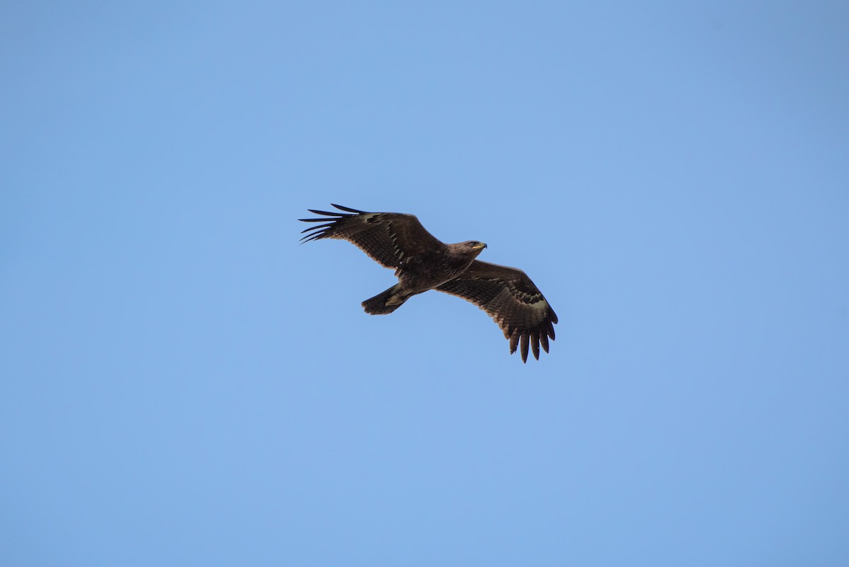 Lesser Spotted Eagle - ML620403125