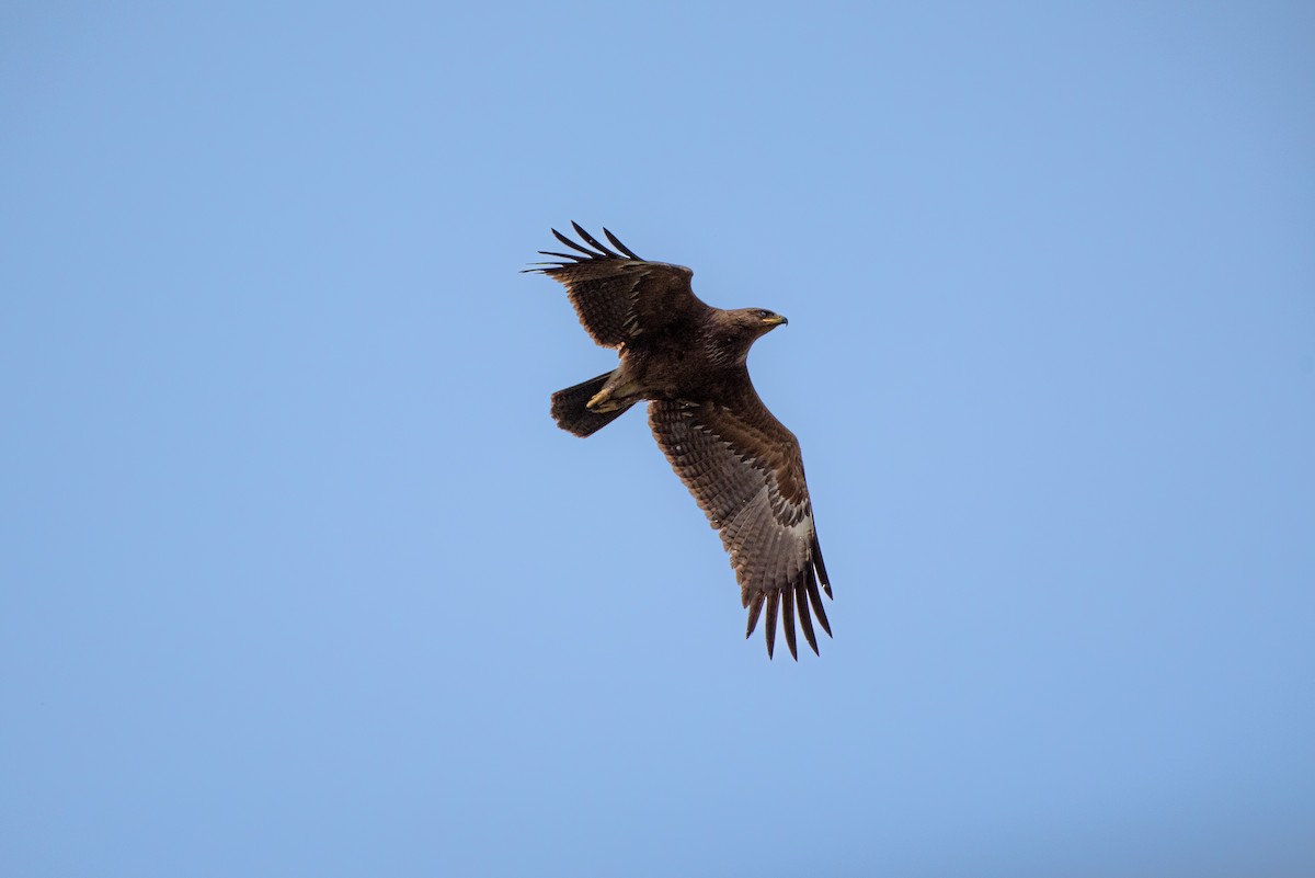 Lesser Spotted Eagle - ML620403126