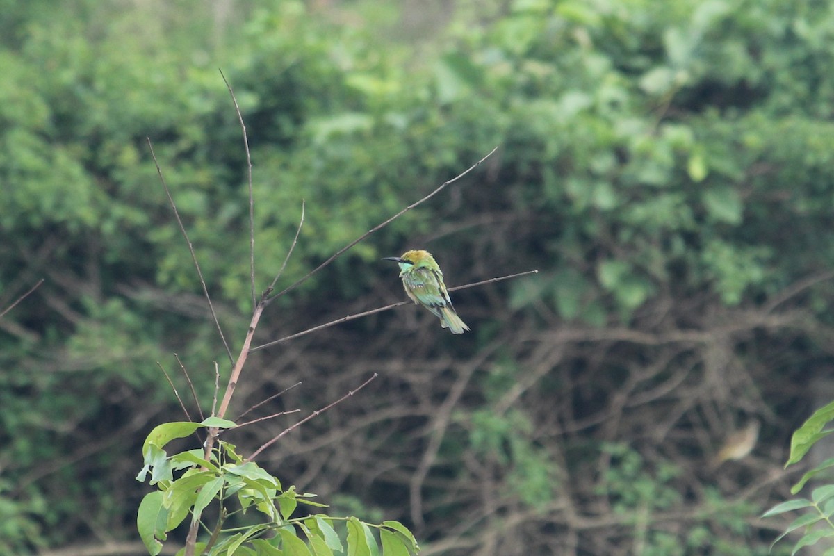 Asian Green Bee-eater - ML620403129