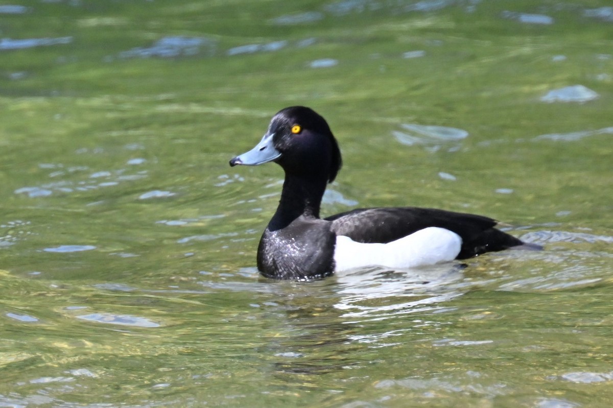 Tufted Duck - ML620403131