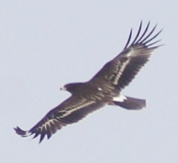 Greater Spotted Eagle - ML620403139