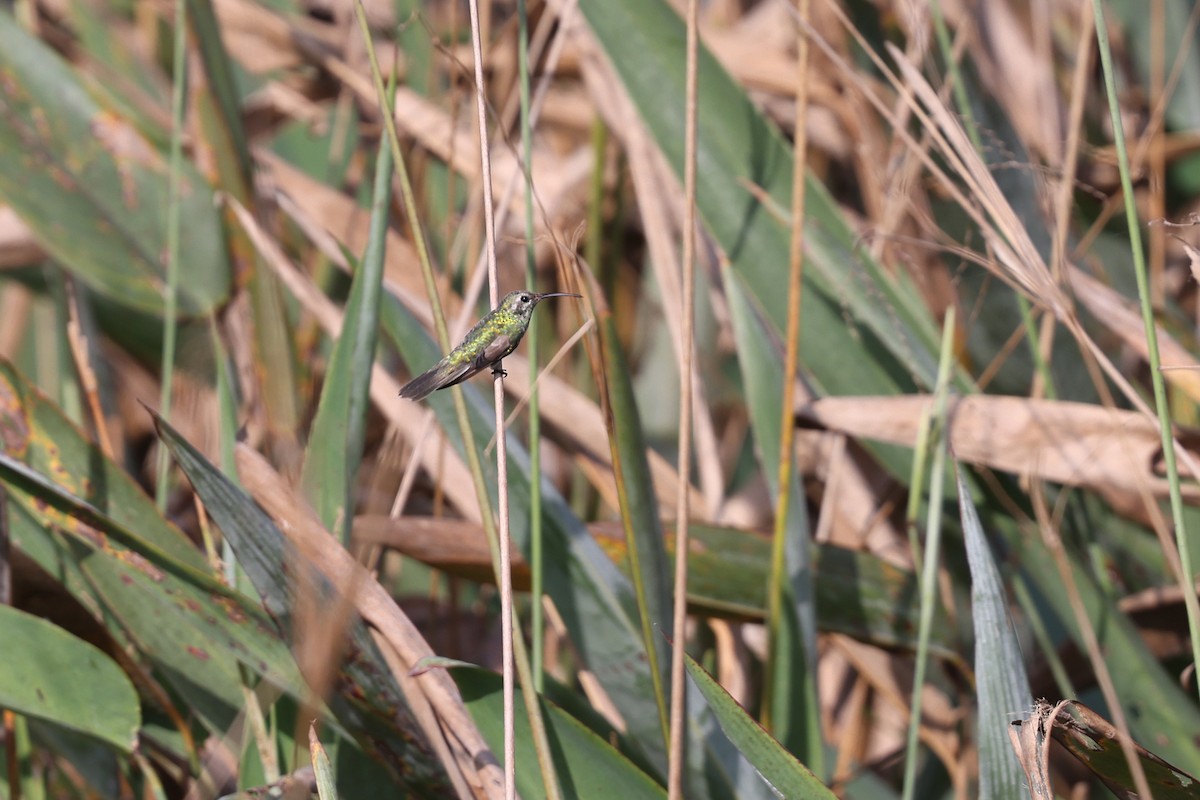 White-tailed Goldenthroat - ML620403147