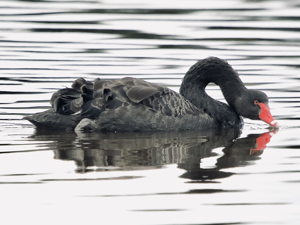 Black Swan - ML620403149