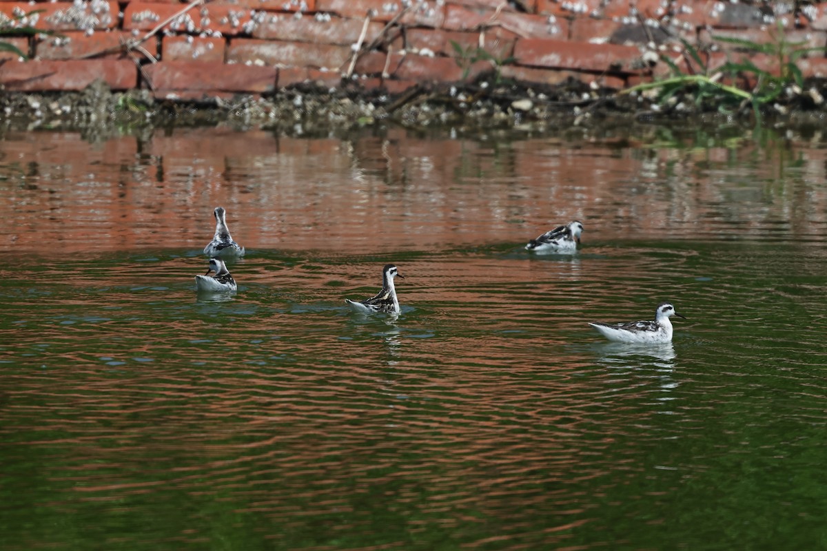 Red-necked Phalarope - ML620403156