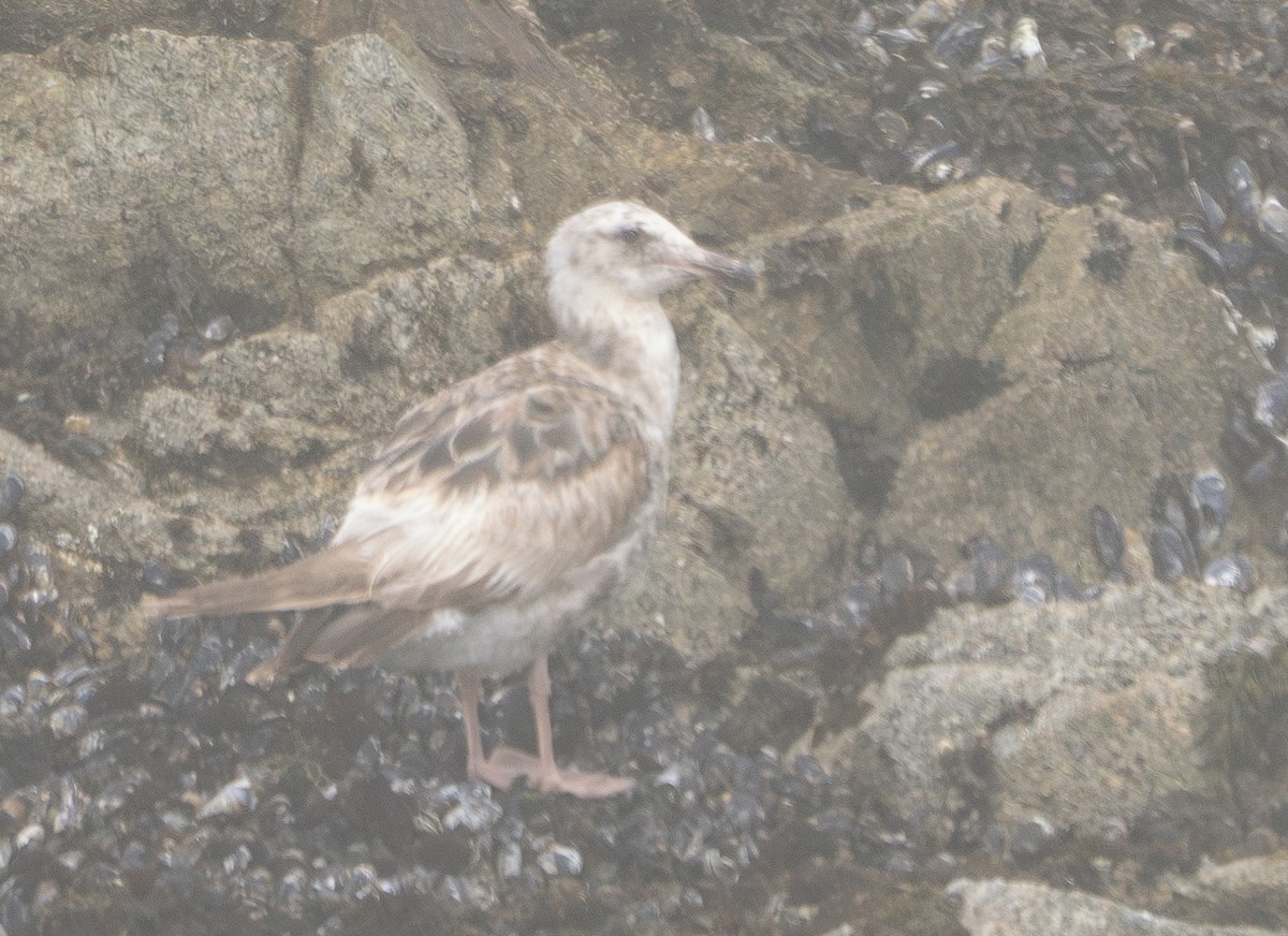 Goéland d'Audubon - ML620403161