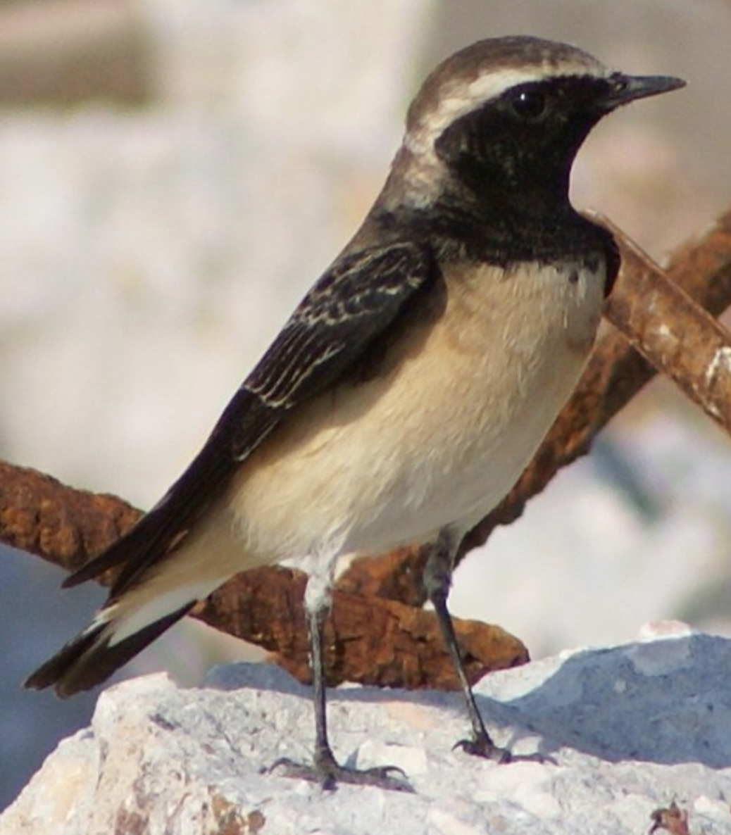 Pied Wheatear - ML620403162