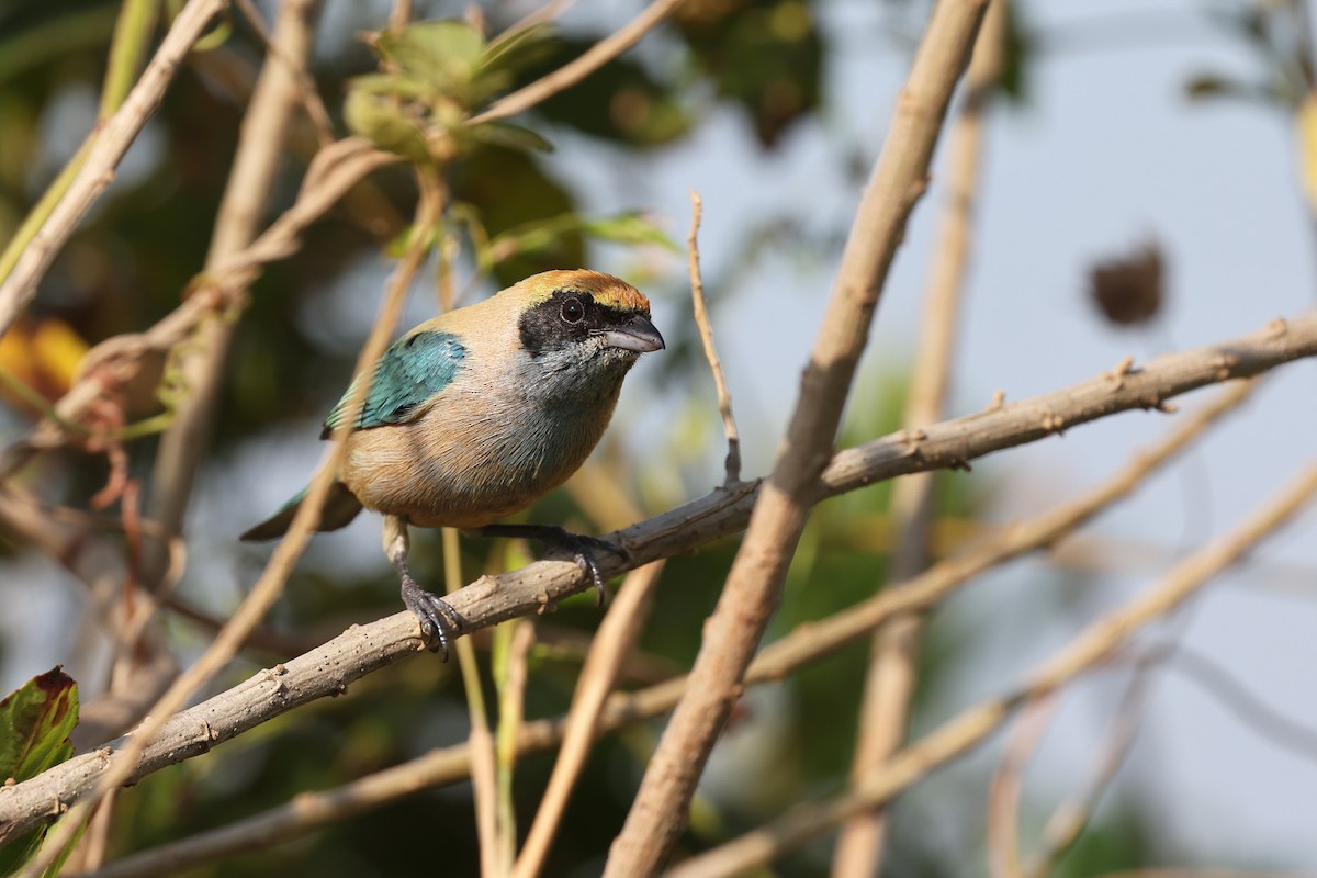 Burnished-buff Tanager - ML620403167